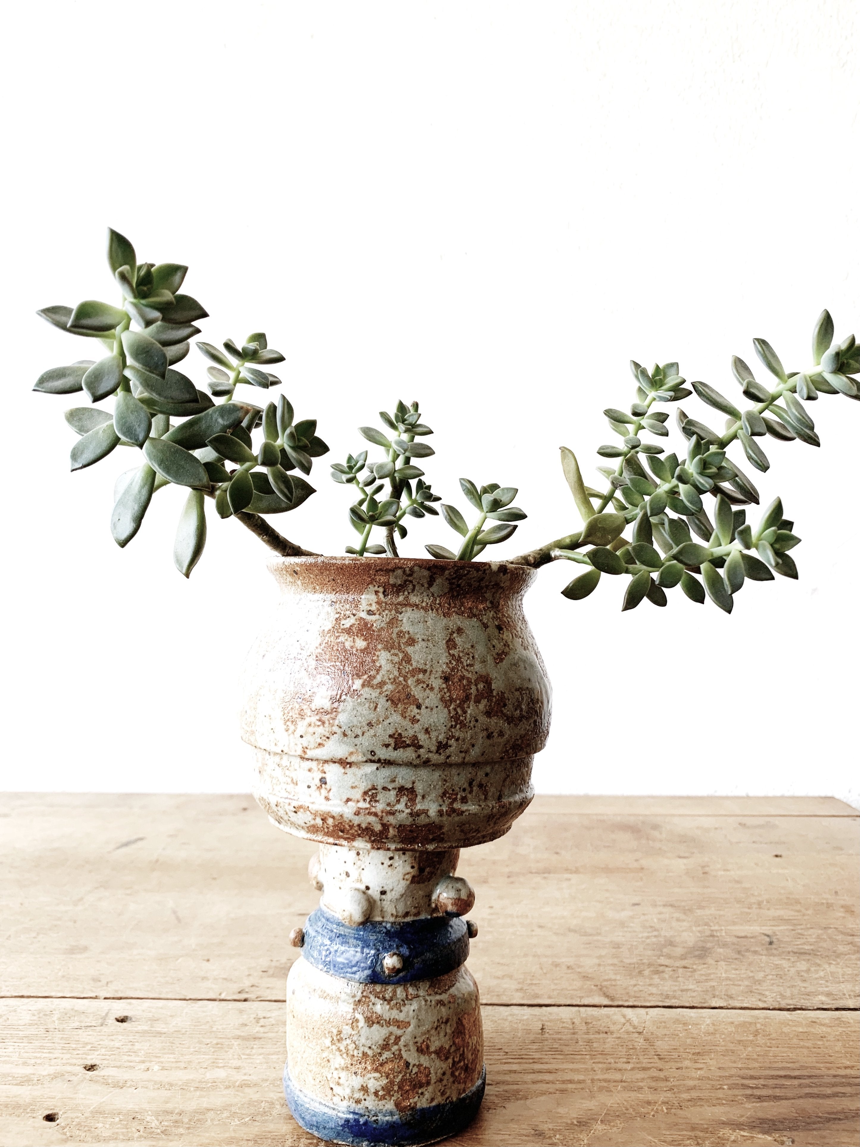 Potted Succulent in Handmade Vessel