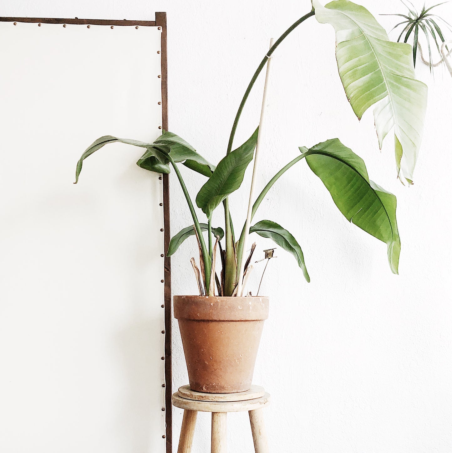 Large Potted Bird of Paradise