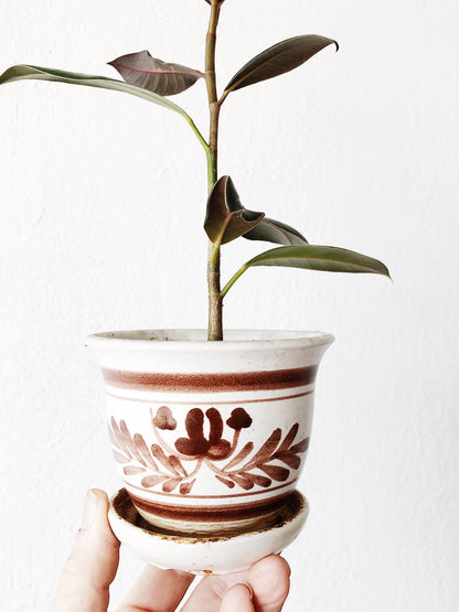 Ficus Elastica in Vintage Pottery