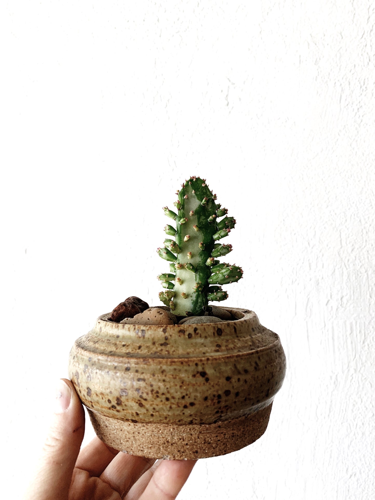 Small Potted Plant