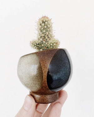 Cactus in Vintage Pottery