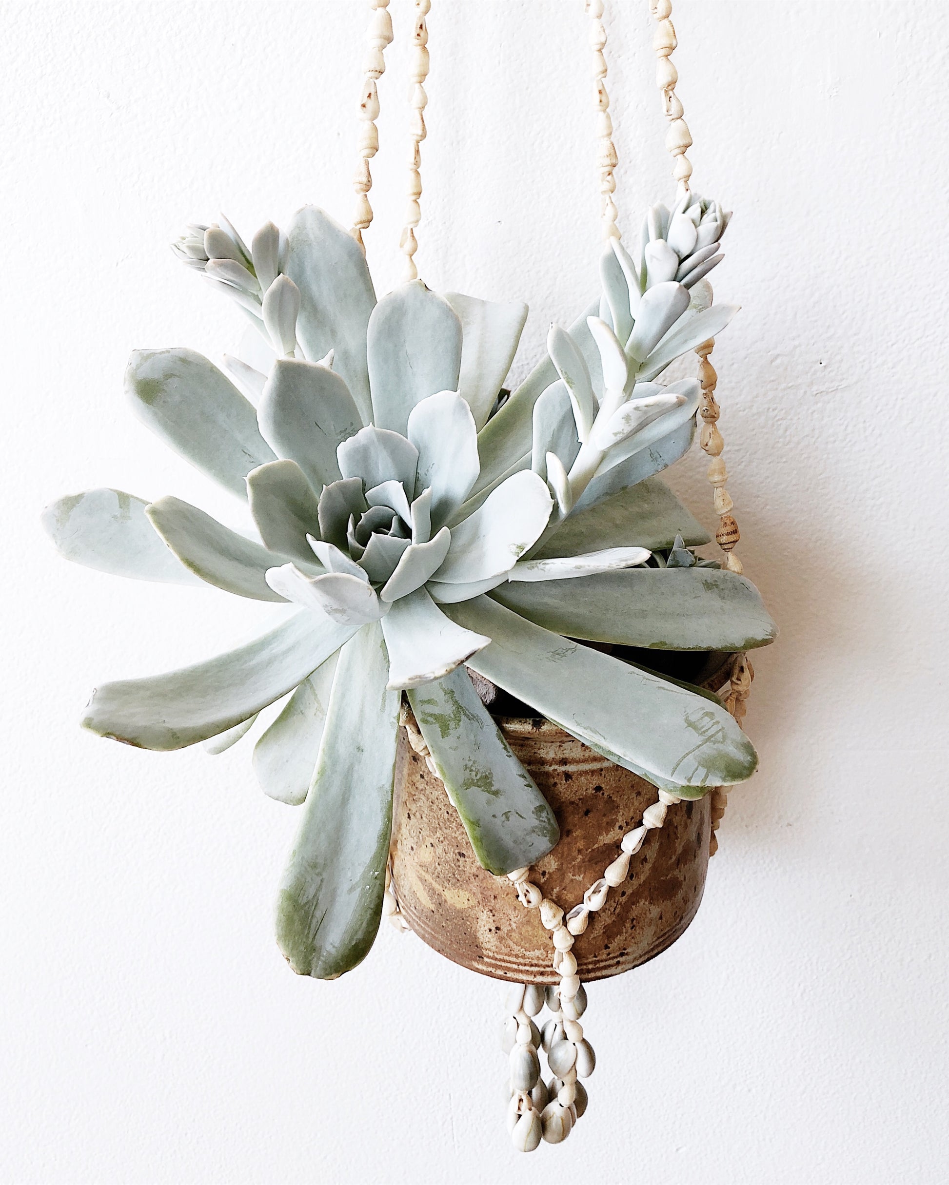vintage shell plant hanger Vintage Shell Plant Hanger – Maven Collective