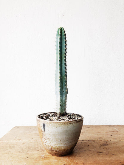 Potted Cactus