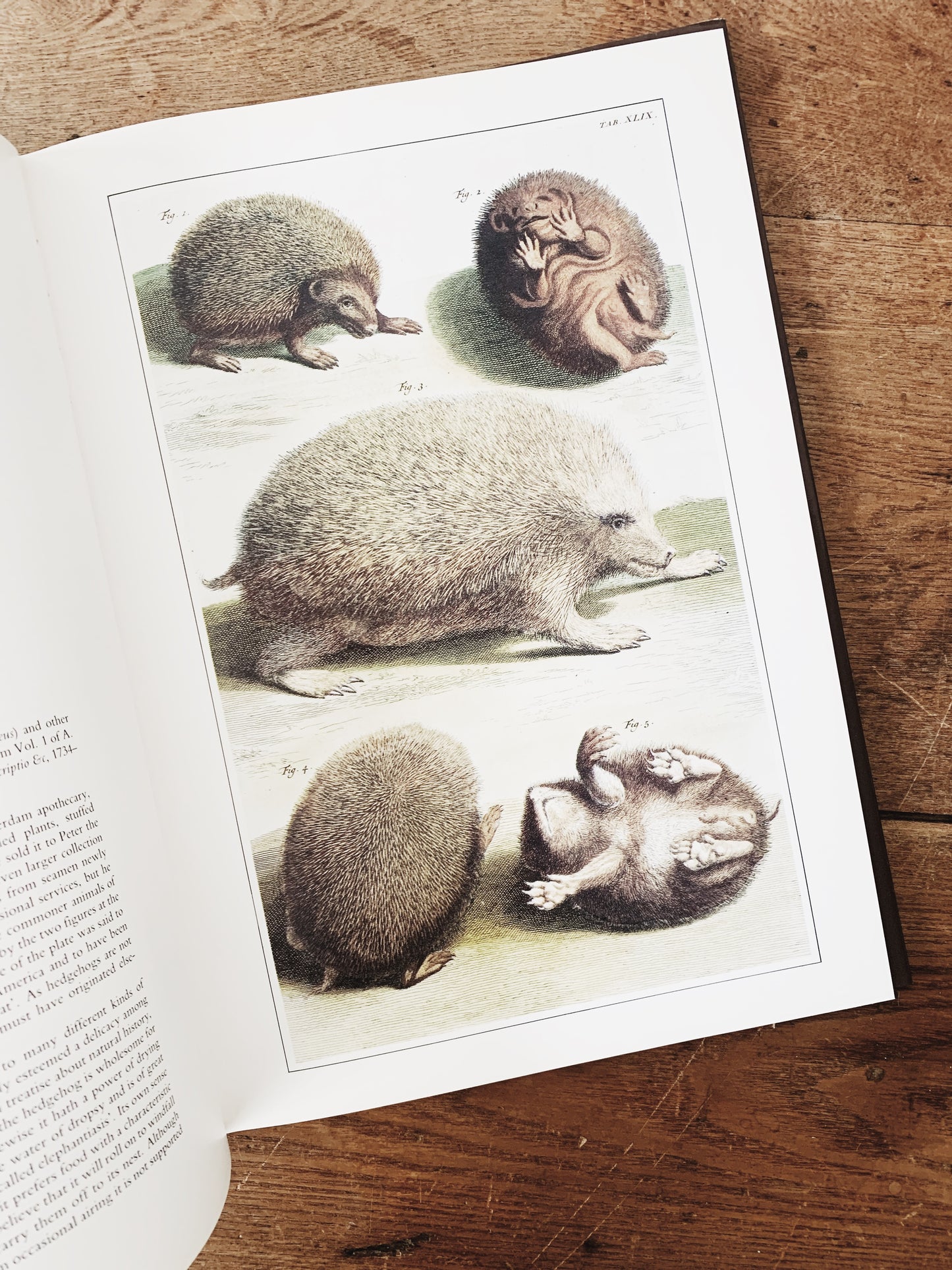 Vintage Classic Natural History Prints Art Book