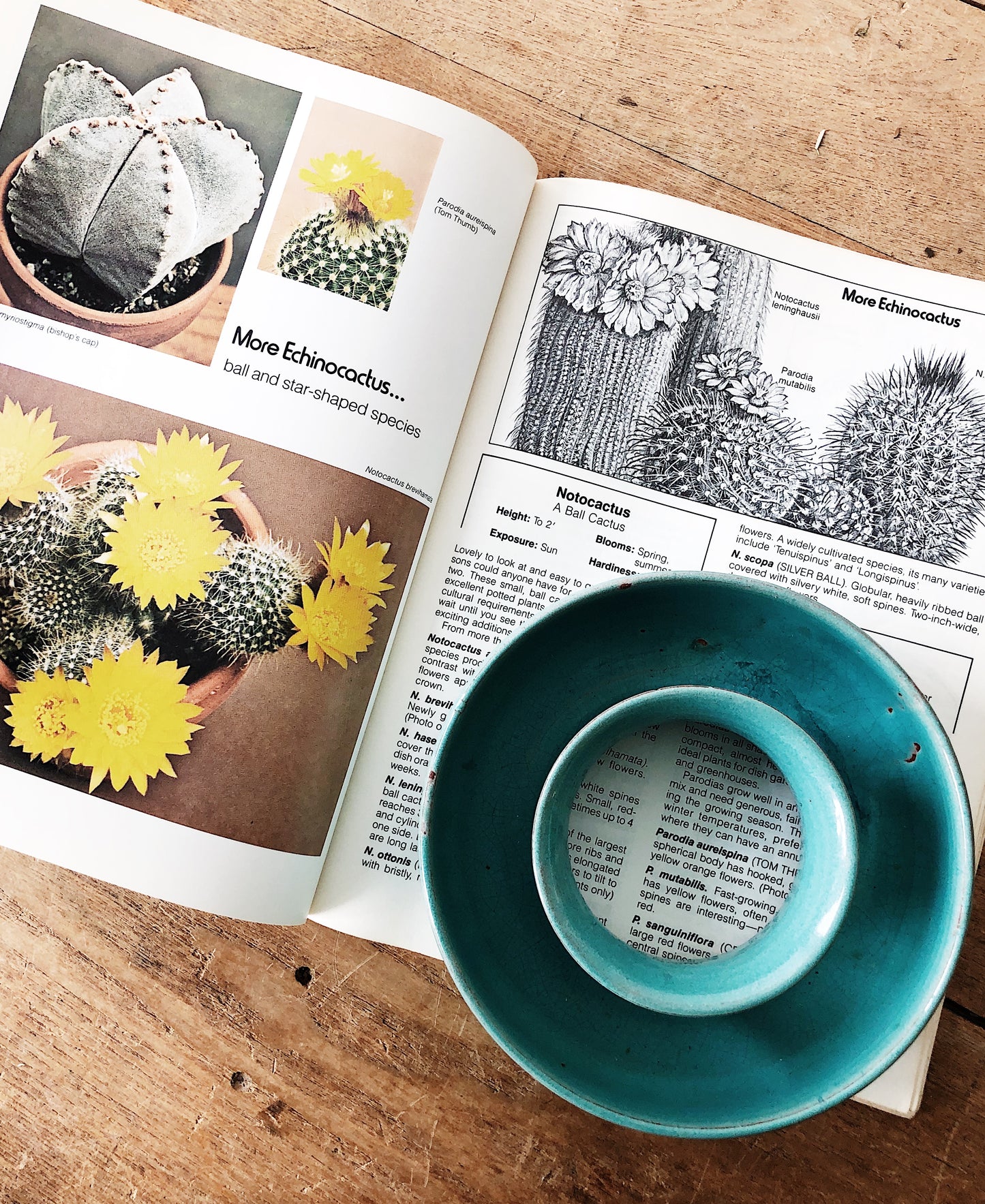 Vintage Succulent Planter and Book