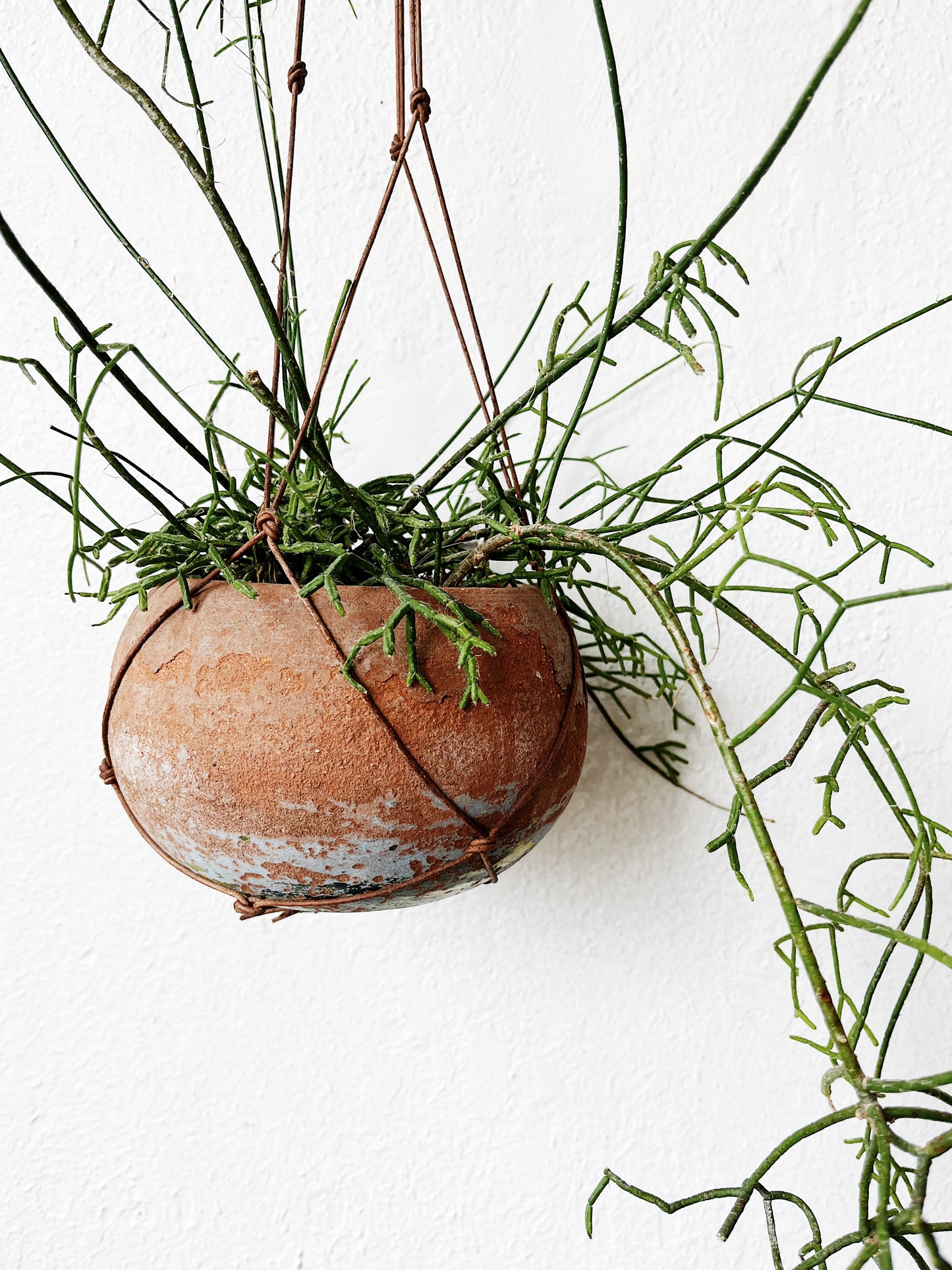 Rhipsalis in Vintage Clay