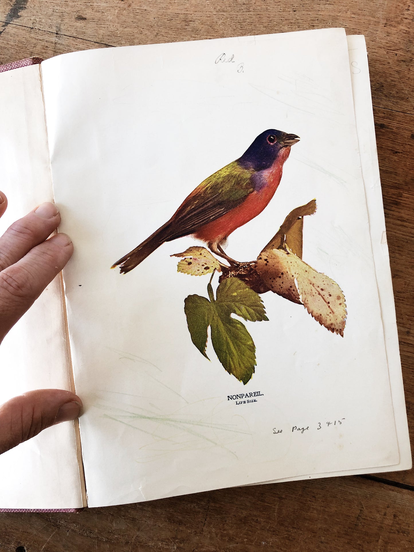 Antique 1800s Birds Book
