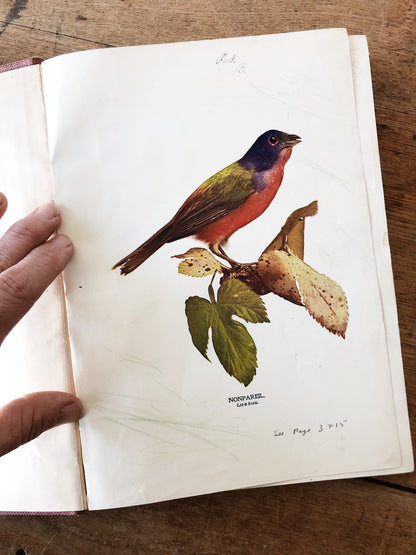 Antique 1800s Birds Book