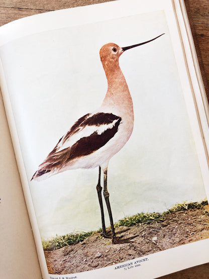 Antique 1800s Birds Book
