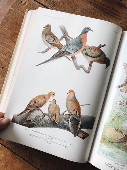 Vintage 1930s Birds of America Book
