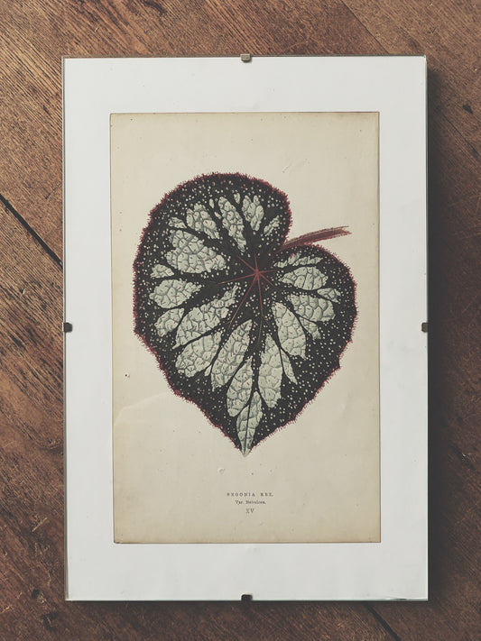 Vintage Begonia Rex Book Plate in Clip Frame