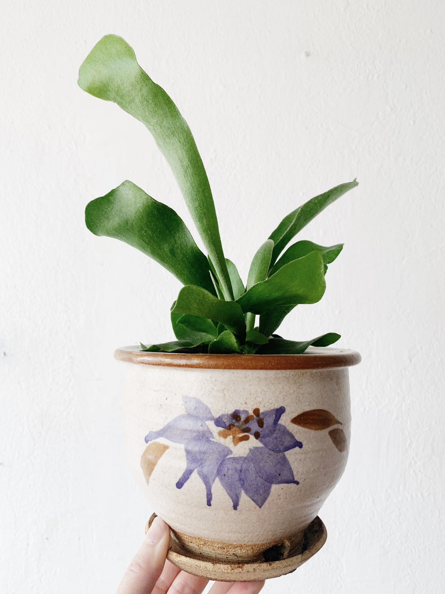 Staghorn Fern in Vintage Pot