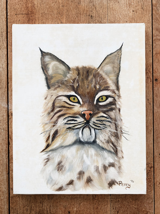 1970’s Bobcat Portrait