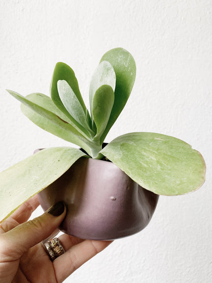 Wavy Handmade Ceramic Pot