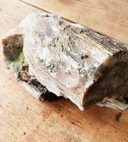 Large Petrified Wood Specimen