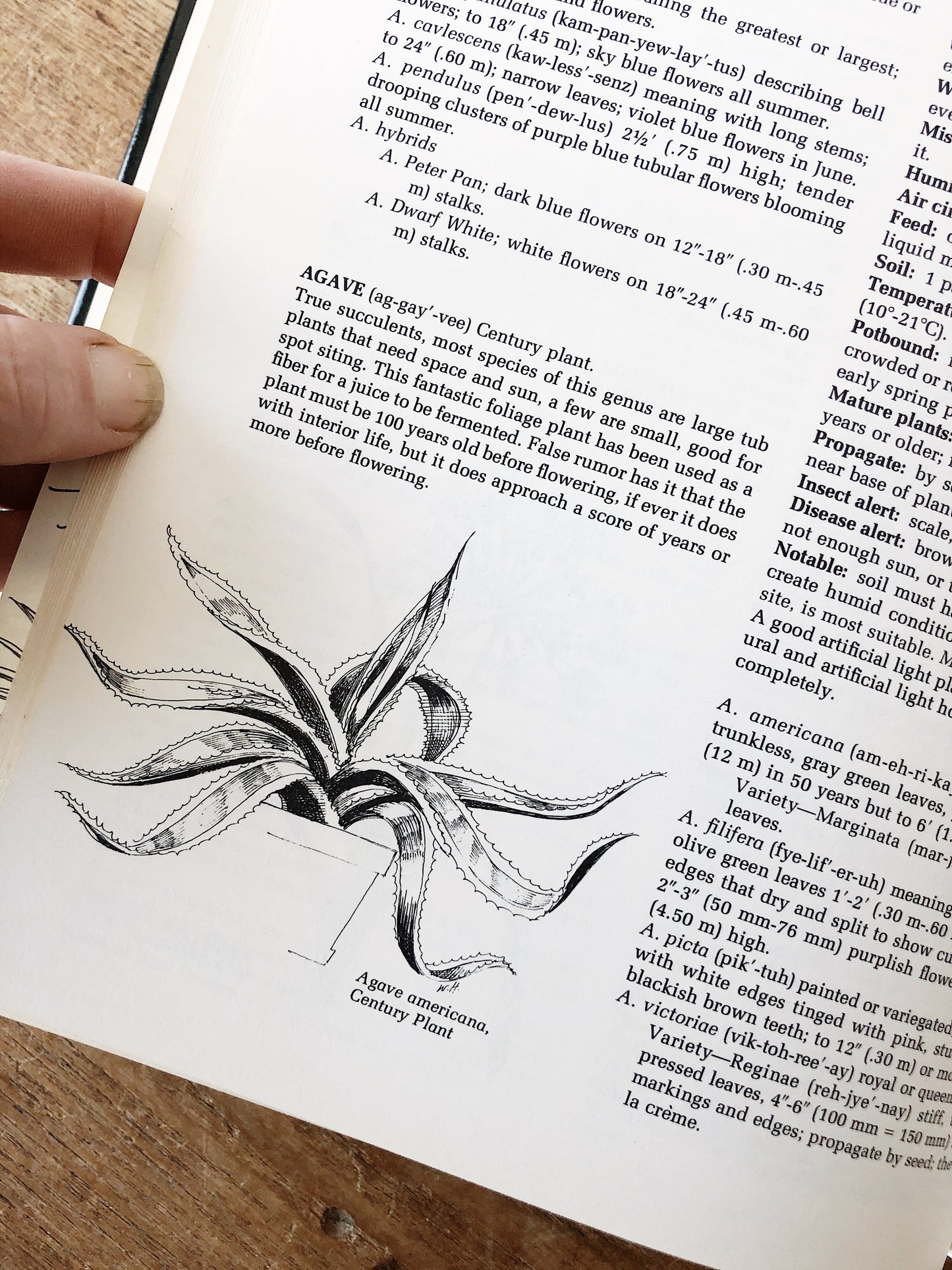 Vintage Houseplant Book