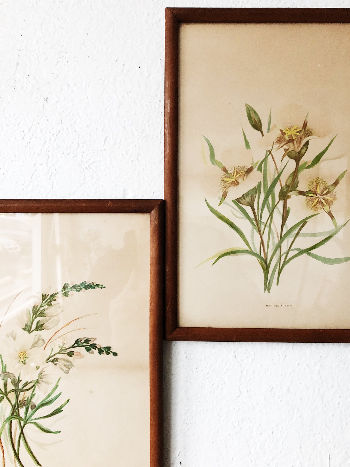 Antique Hand Colored Botanical Plates