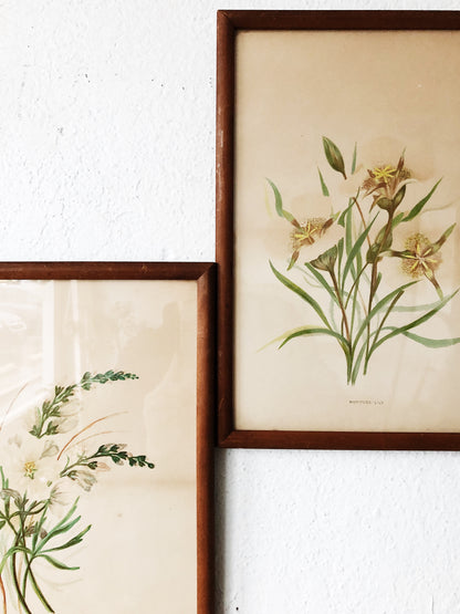 Antique Hand Colored Botanical Plates