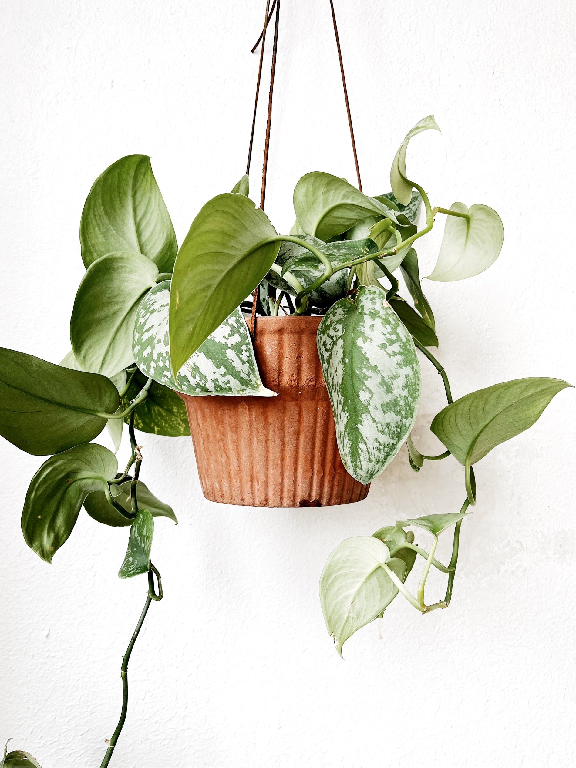 Scindapsus Pictus in Hanging Terracotta
