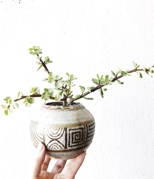 Variegated Portulacaria in Vintage Pottery