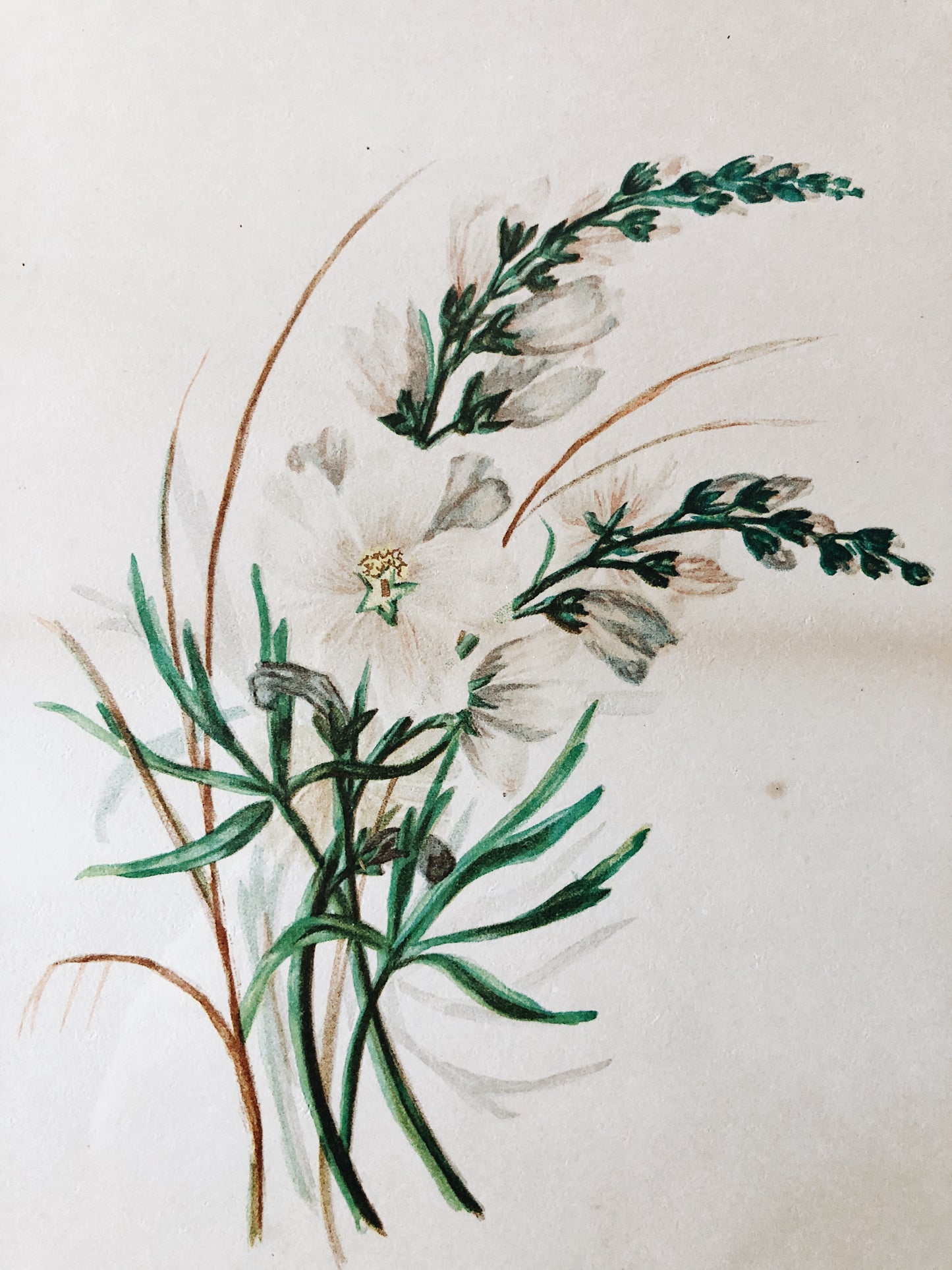 Antique Hand Colored Botanical Plates