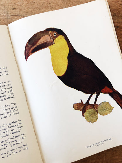 Antique 1800s Birds Book