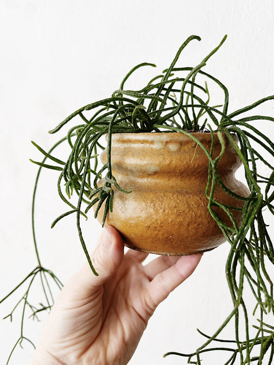 Potted Rhipsalis Plant