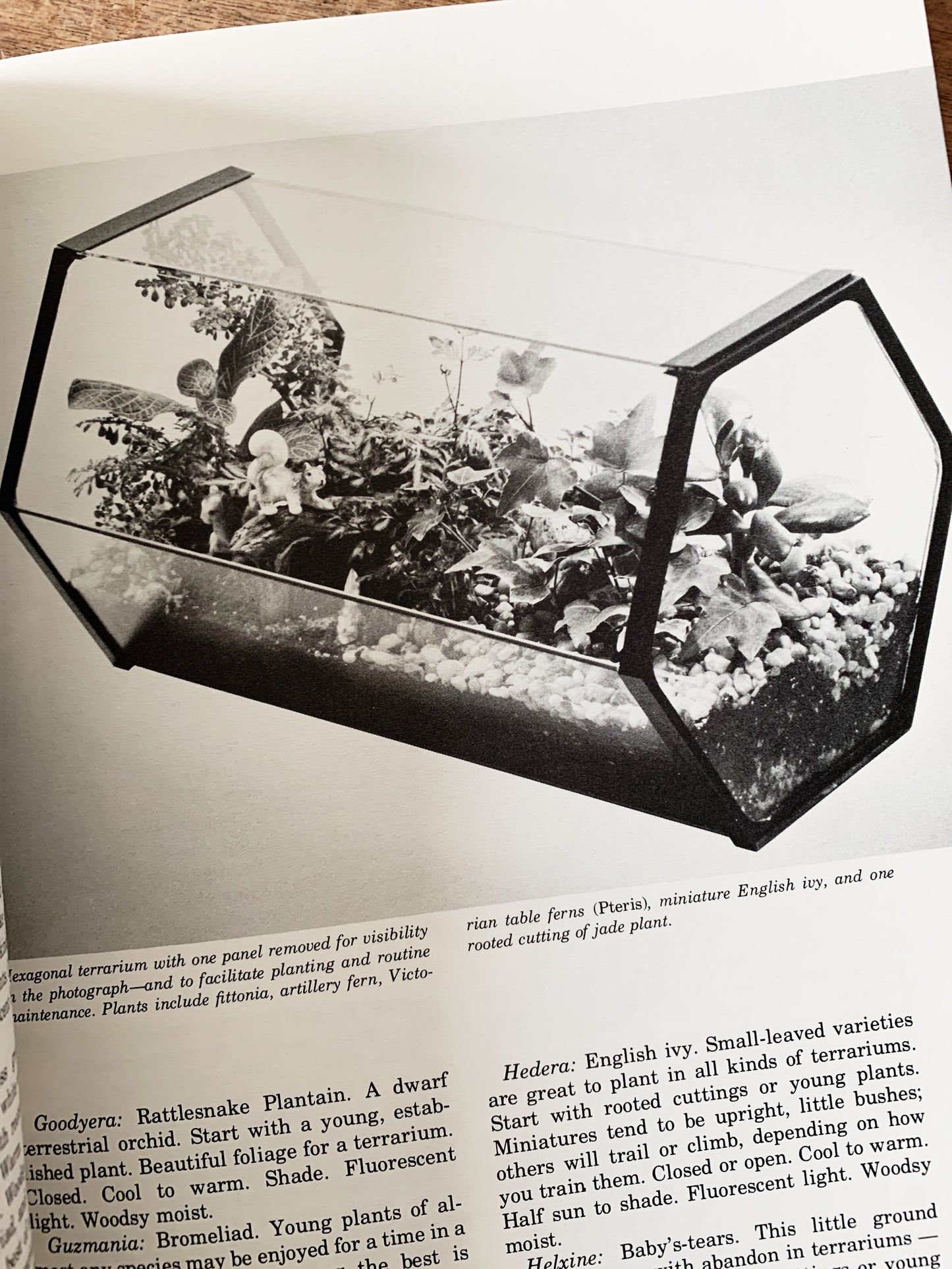 Wood and Glass Terrarium With Vintage Book