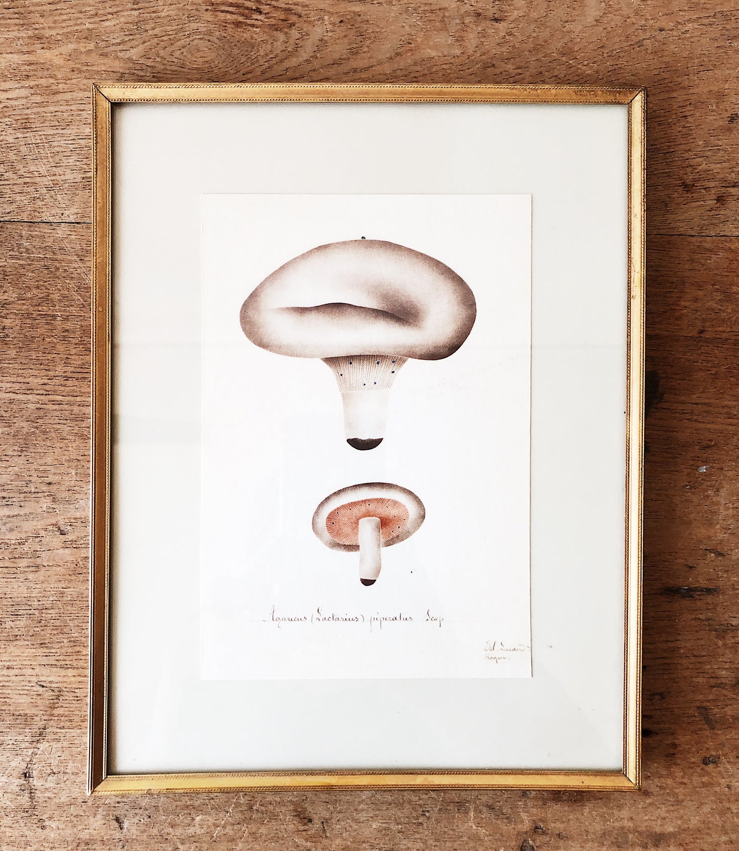 Antique Framed Mushroom Plate