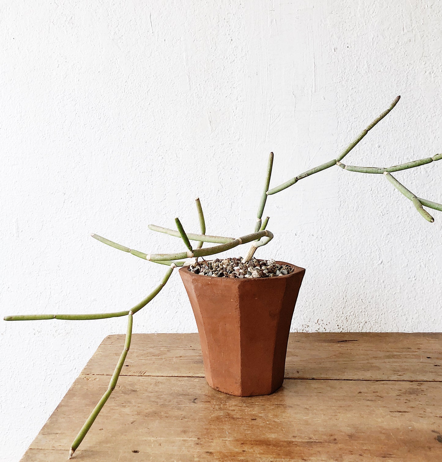 Collectors Plant: Sarcostemma Stoloniferum in Vintage Terra