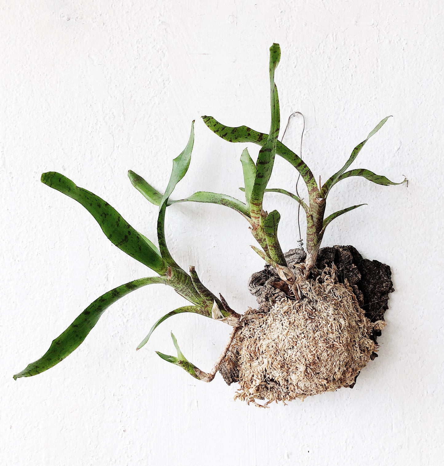 Cork Mounted Epiphytic Plant
