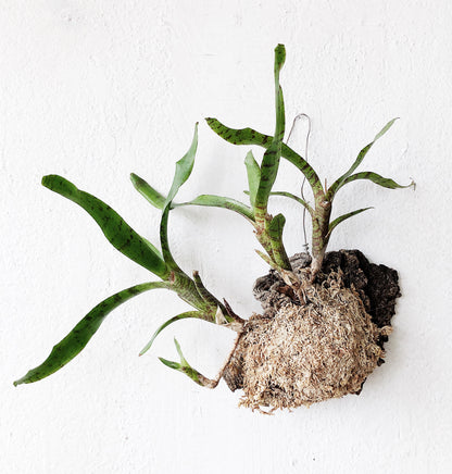 Cork Mounted Epiphytic Plant