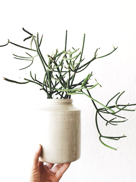 Walking Stick Cactus in Antique Crock