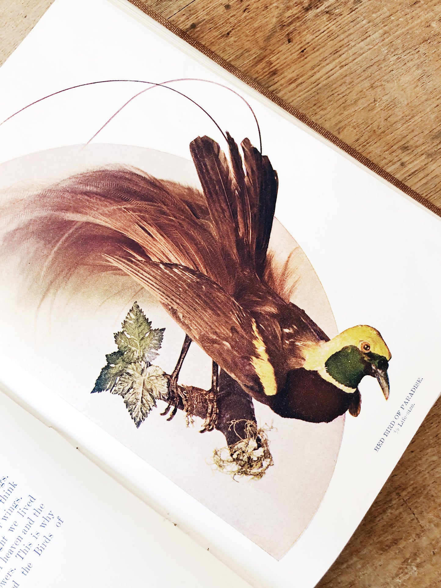 Antique 1800s Birds Book