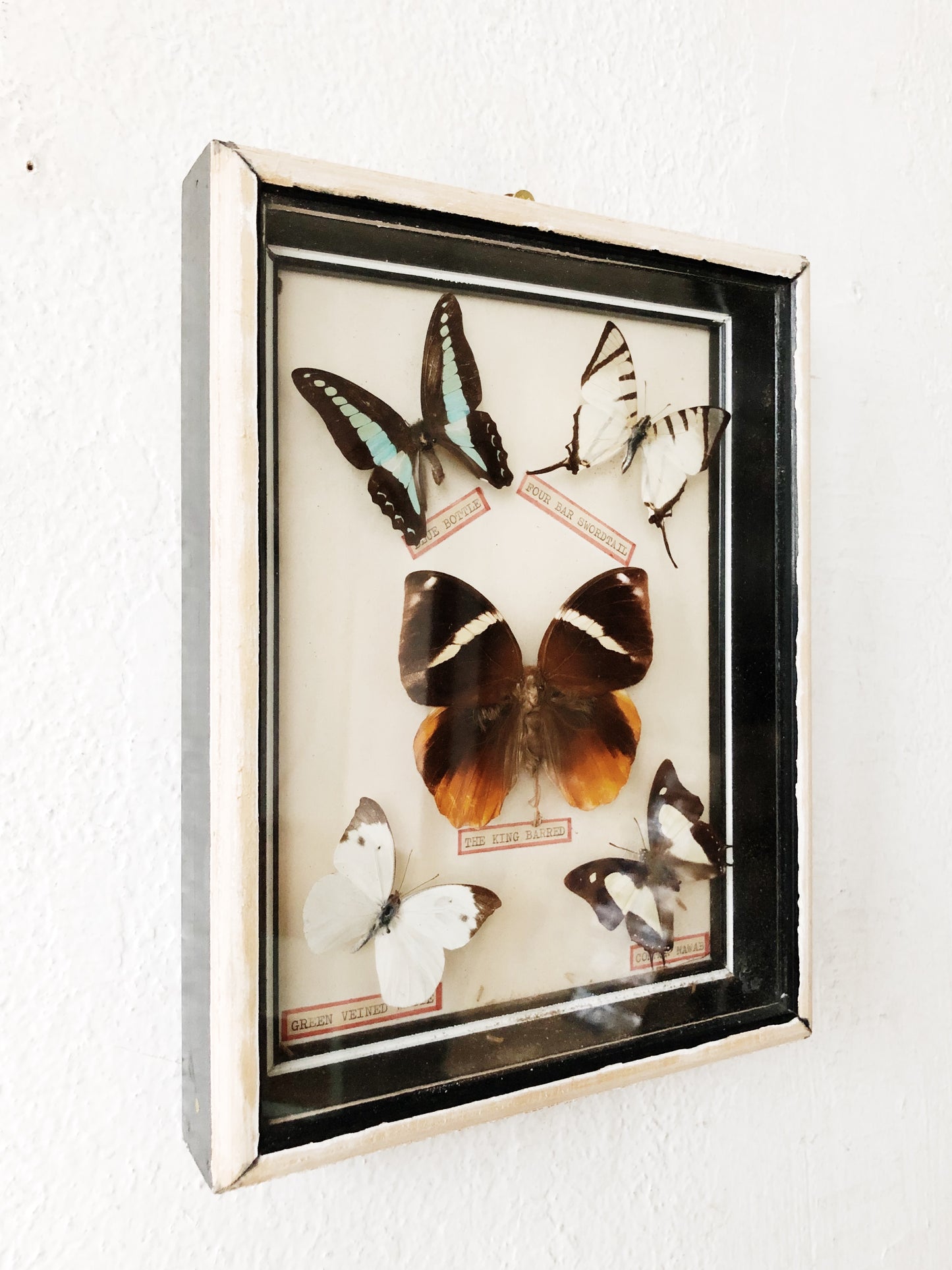 Vintage Butterfly Specimen