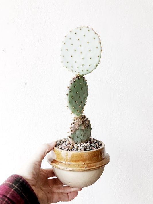 Opuntia Santarita in Vintage Salt Crock
