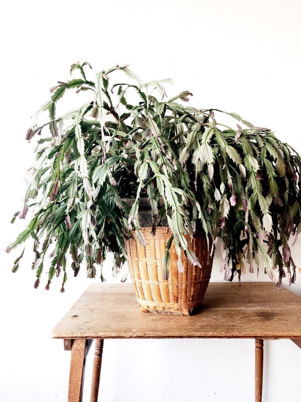 Forty Year Old Thanksgiving Cactus