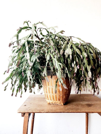 Forty Year Old Thanksgiving Cactus