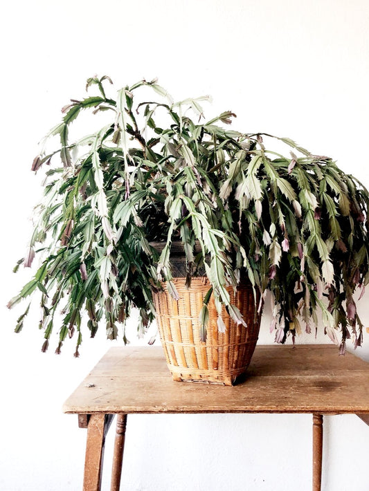 Forty Year Old Thanksgiving Cactus