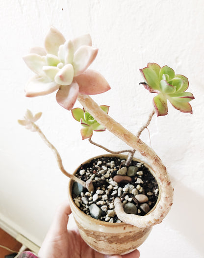 Succulent in Vintage Pottery