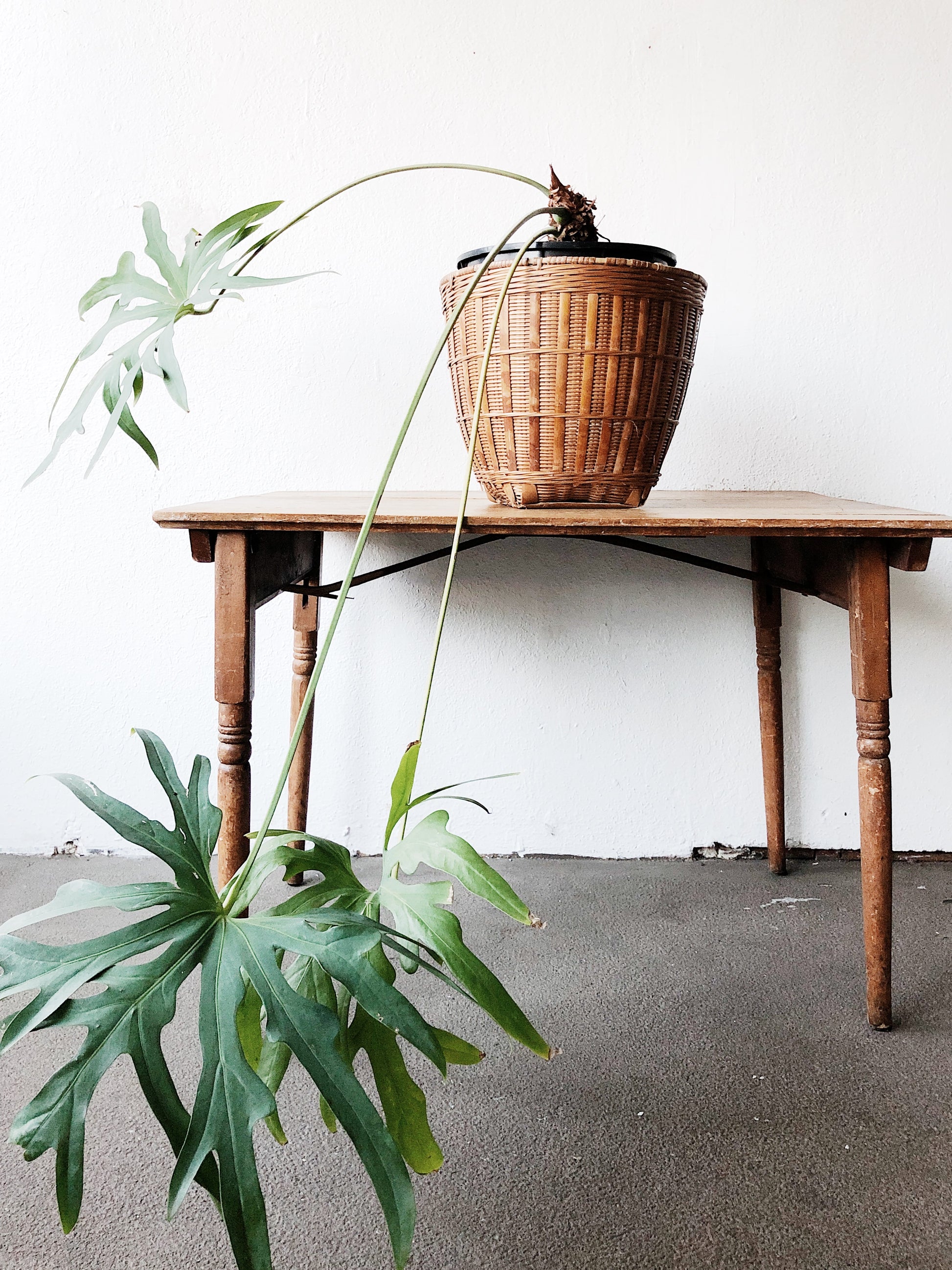 anthurium pedatum care Mature Anthurium Pedatum – Maven Collective