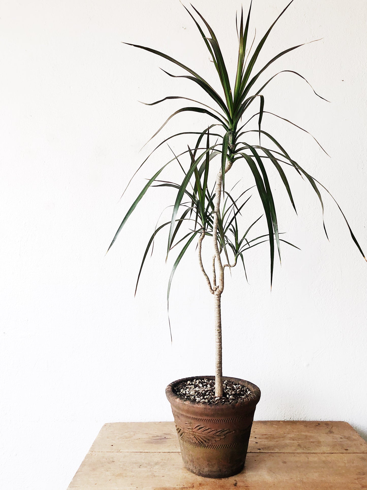 Potted Dracaena Palm