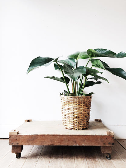 Vintage Industrial Plant Dolly on Casters