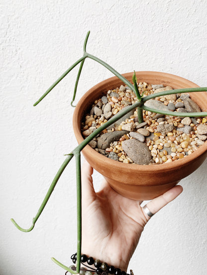 Walking Stick Cactus in Terra Cotta