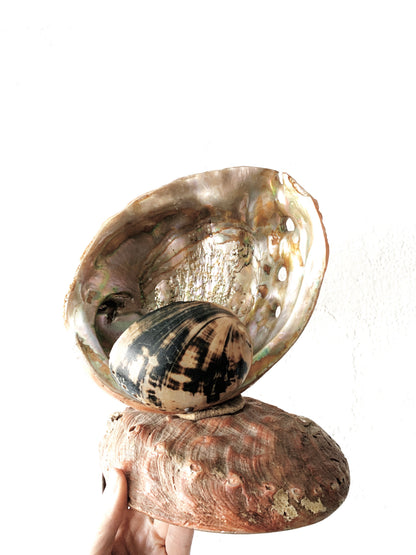 Abalone Shell Nightlight