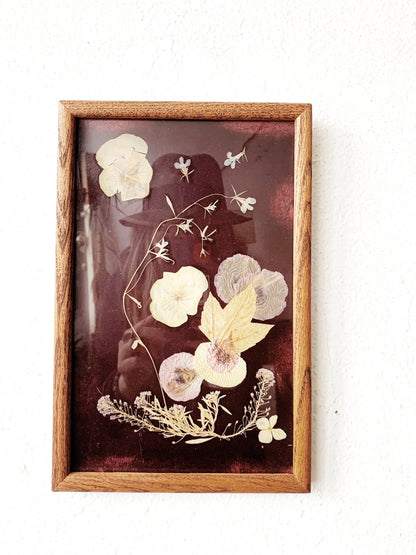 Vintage Oregon Pressed Flowers on Velvet