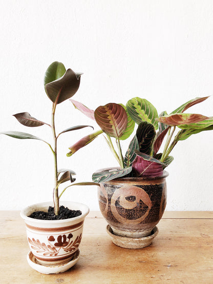 Ficus Elastica in Vintage Pottery