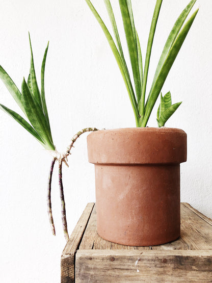 Rare Sansevieria Parva - trailing Sanseveria