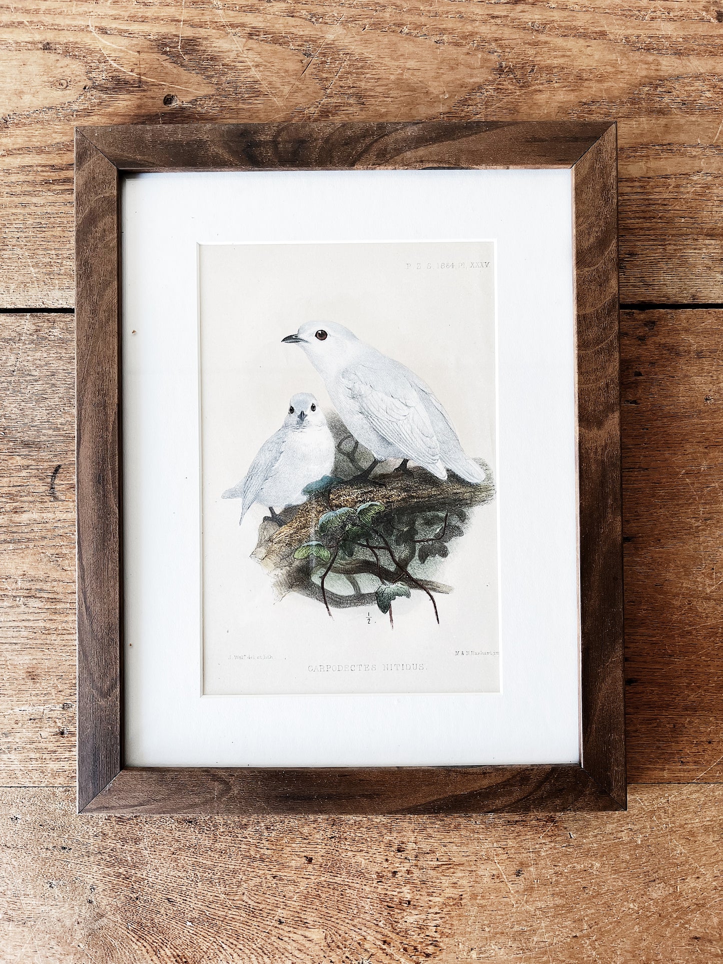 Antique Natural History Framed Print