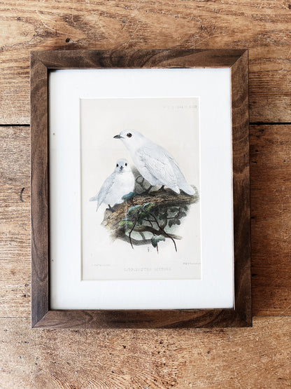 Antique Natural History Framed Print